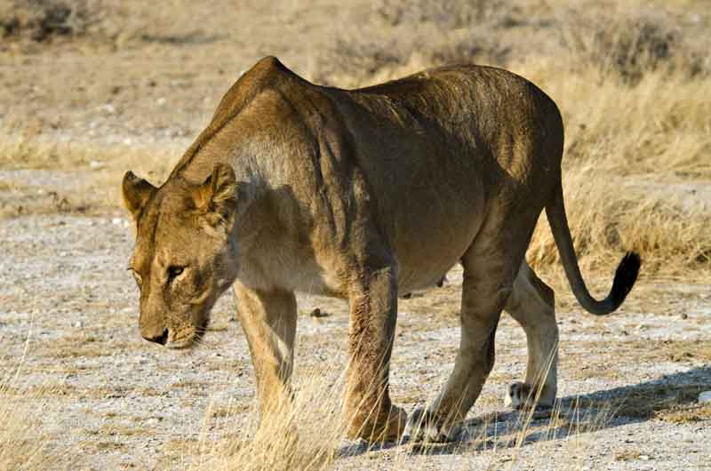 58 - Namibia - leones comiendo - parque nacional de Etosha
